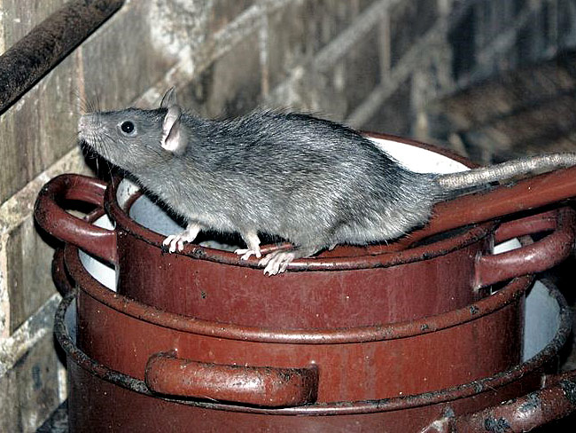 Rats seek shelter and warmth in the winter months and can squeeze through the smallest gaps to get into homes and properties.