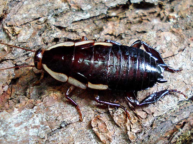 Native cockroach