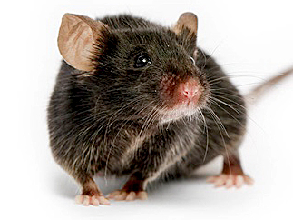 Mice can quickly invade a property.